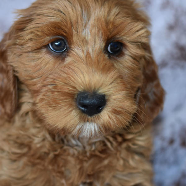 Upcoming Labradoodle Litters - Amalie Labradoodle